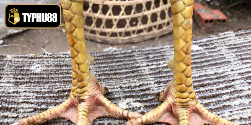 Tìm hiểu các dòng chân vảy gà chọi độc