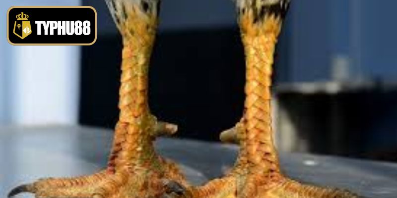 Ưu thế của dòng chân vảy quý